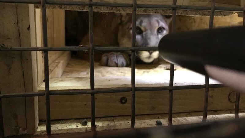 Die Polizei hat bei einer Kontrolle einen ausgewachsenen Puma gefunden.