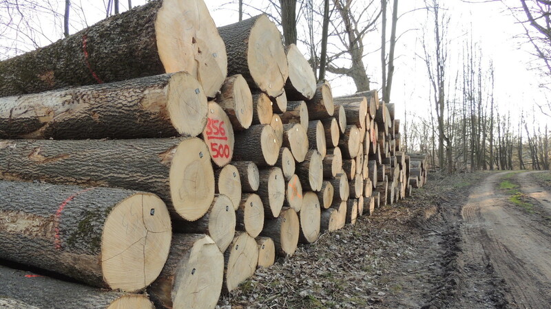 Anwohner und Bund Naturschutz empören sich über aktuelle Forstarbeiten im Isarauwald.