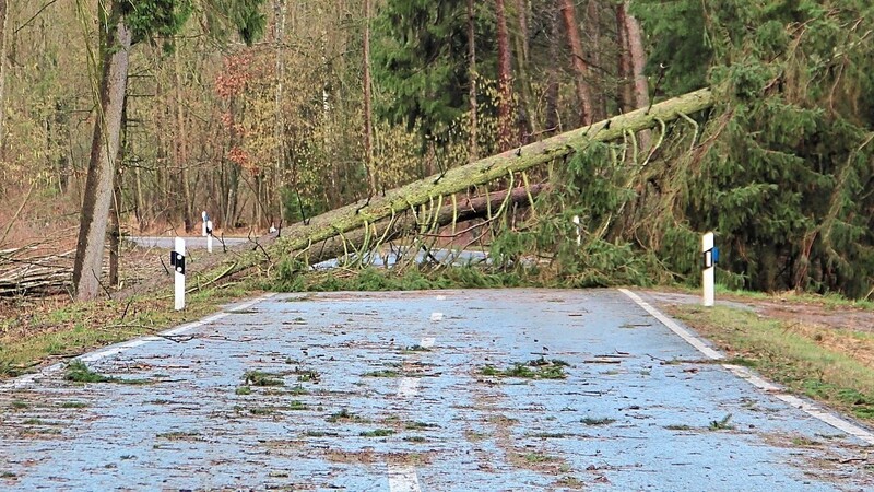 Die Verbindungsstraße zwischen Oberhöcking und Mamming musste gesperrt werden. Von "Sabine" zu Fall gebrachte Bäume machten die Durchfahrt unmöglich.