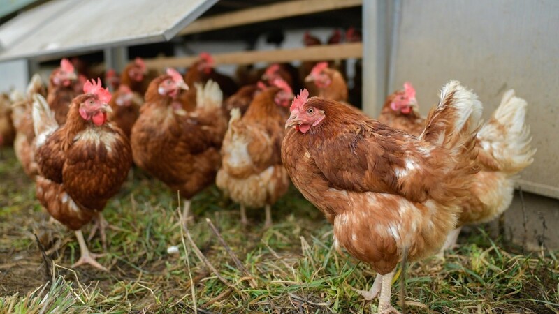 Aus Angst vor Vogelgrippe-Fällen warnt das Landratsamt Landshut aktuell vor einem Geflügel-Händler aus Nordrhein-Westfalen. In dessen Bestand gab es offenbar bereits einige Vogelgrippe-Fälle in jüngster Vergangenheit. (Symbolbild)