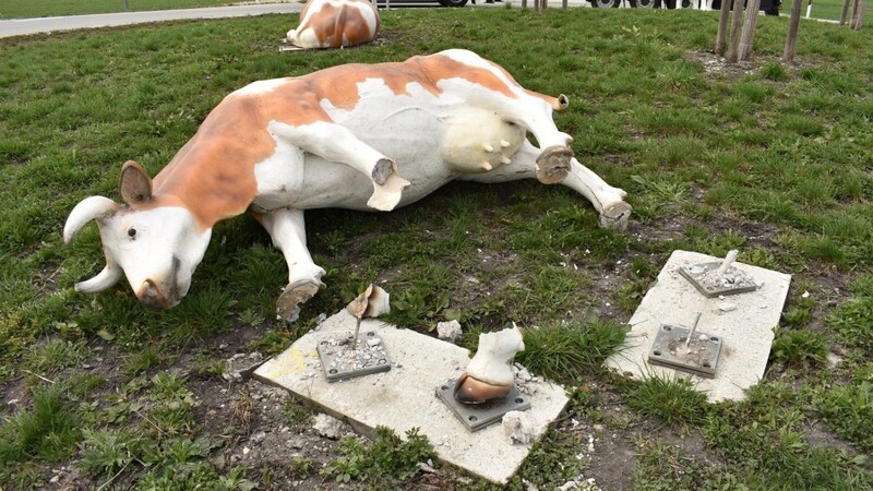 Wieder einmal hat es den berühmten Kuh-Kreisel in Gottfrieding erwischt. Ein betrunkener Autofahrer rammte am Samstag eine der Kühe. Hier ein Archivbild einer früheren Beschädigung an dem Kreisverkehr.