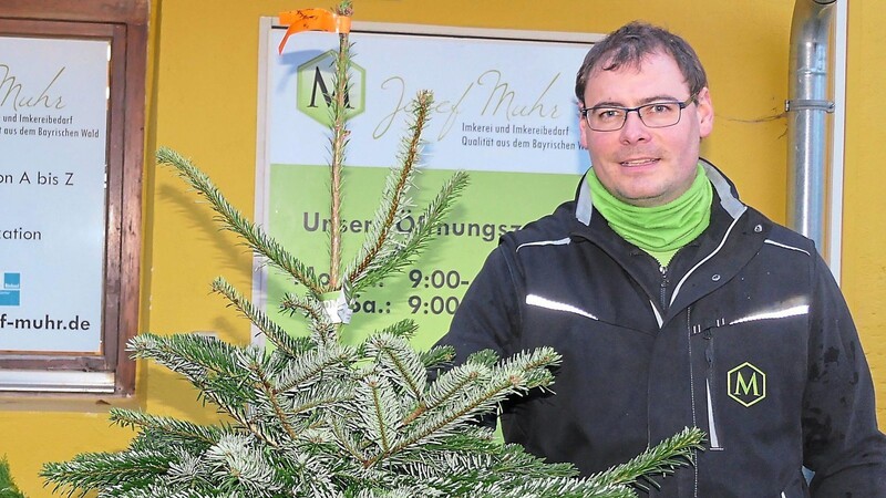 Josef Muhr verkauft schon seit Jahren Christbäume. Am besten gehen bei ihm Nordmanntannen.