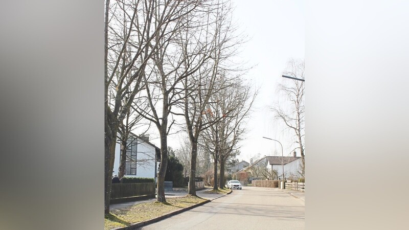 Pflegemaßnahmen und Entfernung von Bäumen sind nötig in der Eichenstraße und am Petersberg.