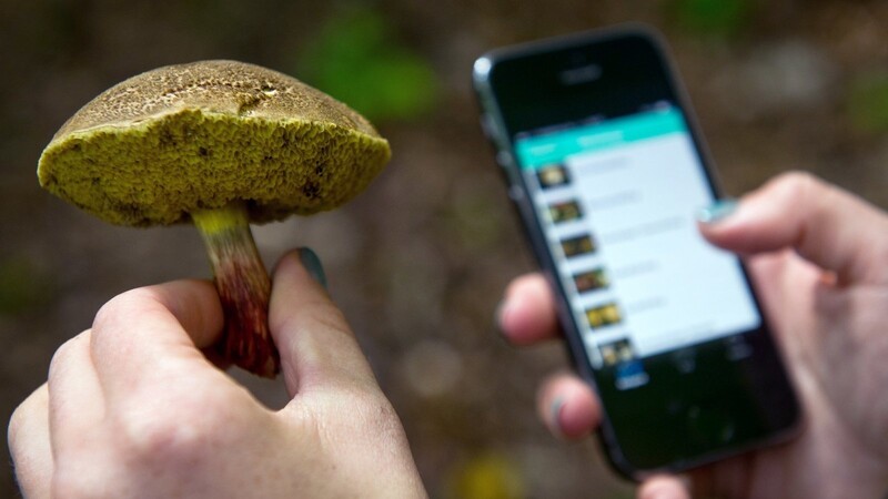 Handy-Apps werden immer besser, wenn es darum geht, Pilze und Pflanzen zu erkennen. Darauf verlassen sollte man sich jedoch nicht, warnen Experten wie der Pilzberater Alfred Hussong aus Niederaichbach.