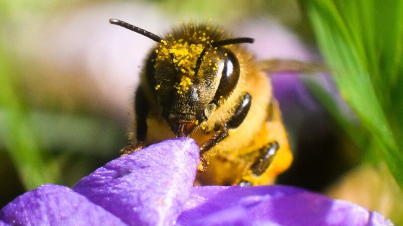 Weltweit gibt es über 20.000 verschiedene Bienenarten. Die meisten davon sind Wildbienen, nur neun der Arten sind Honigbienen.
