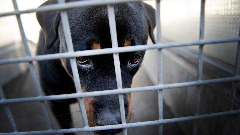Am Montag musste die Polizei in Vilsbiburg einen Hund aus einem Auto befreien. Das Herrchen hatte seinen Hund ausgesetzt. (Symbolbild)
