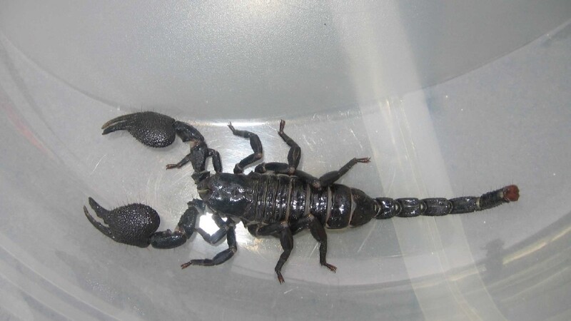 In Ergoldsbach bei Landshut entdeckte eine Frau an ihrer Hausmauer einen Skorpion. Allerdings war dieser bei weitem nicht so groß, wie der Kaiser-Skorpion in diesem Symbolbild hier. Das Tier in Ergoldsbach gehörte zur Gattung des Scorpius Halicus und brachte es lediglich auf eine Größe von 5 Zentimetern.