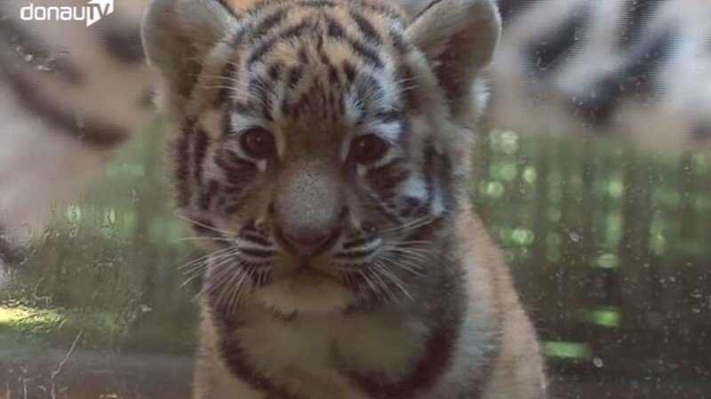 Der ganze Stolz des Zoo und natürlich der ganze Stolz der Tigermama: Zwei kleine Tigerbabys erwärmen die Herzen der Besucher.