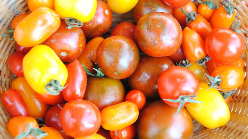 Groß oder klein, gelb oder grün - Tomaten gibt es in allen Formen, Farben und Geschmäckern.
