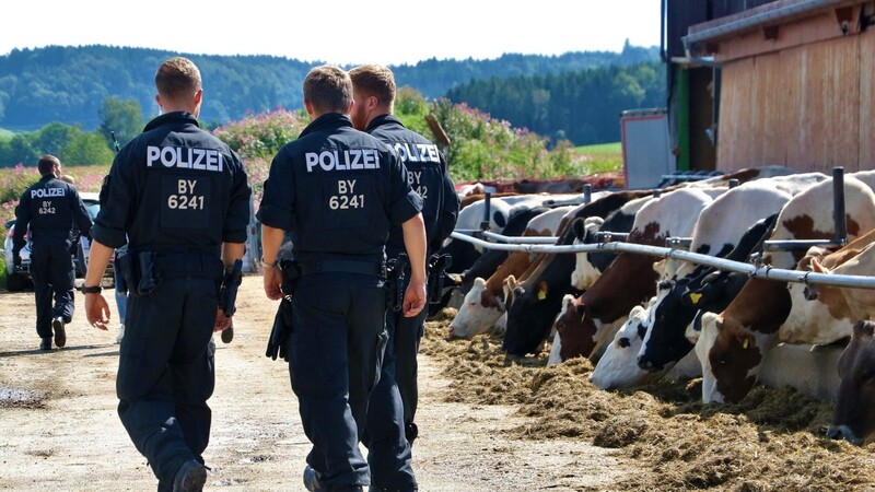 Polizeibeamte sichern Beweismittel an einem Bauernhof. Im Allgäuer Tierquäler-Skandal hat die Polizei einen dritten Milchviehbetrieb durchsucht. Wegen des Verdachts des Verstoßes gegen das Tierschutzgesetz sind im August 2019 rund 60 Polizisten und Tierärzte vom Bayerischen Landesamt für Gesundheit und Lebensmittelsicherheit (LGL) im Einsatz (Archivbild).