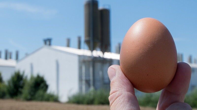 In vielen europäischen Ländern sollen die mit Salmonellen verseuchten Eier aus den Ställen der Firma Bayern-Ei im Sommer 2014 für Leid gesorgt haben.