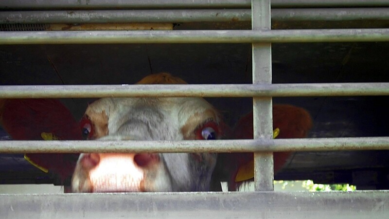 Ende Januar verhinderte eine Landshuter Tierärztin den Transport einer trächtigen Kuh von Niederbayern nach Usbekistan. Jetzt sucht man im Bayerischen Umweltministerium nach Alternativlösungen. (Symbolbild)