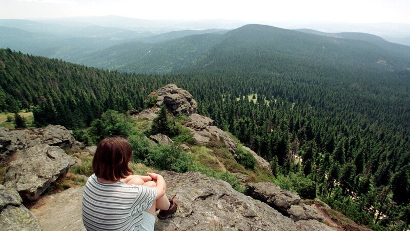 Rund um den Großen und Kleinen Arber sind nun über 400 Hektar Staatswald als Naturwald geschützt.