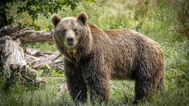 Ein Tier, das auch gefährlich werden kann: der Bär.