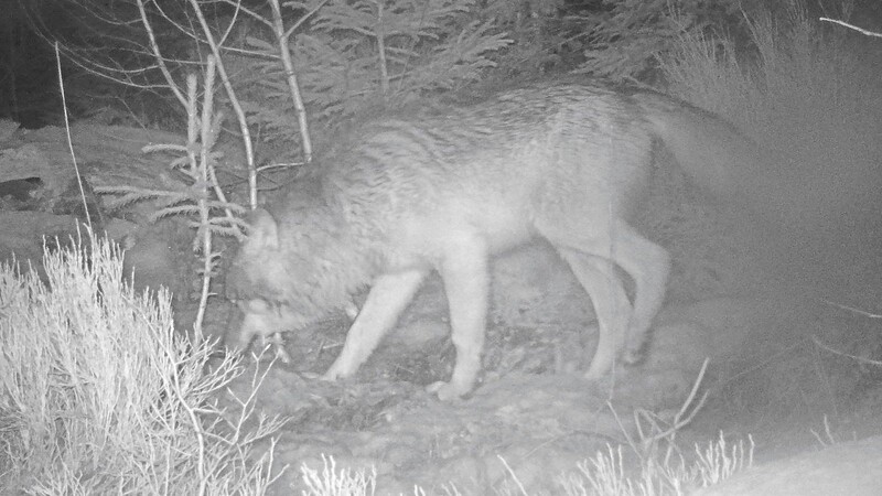 Die Aufnahme einer automatischen Fotofalle zeigt einen Wolf im Nationalpark Bayerischer Wald. Hier halten sich mittlerweile drei Wölfe auf. Im Landkreis Regensburg lebt mindestens einer zusätzlich.