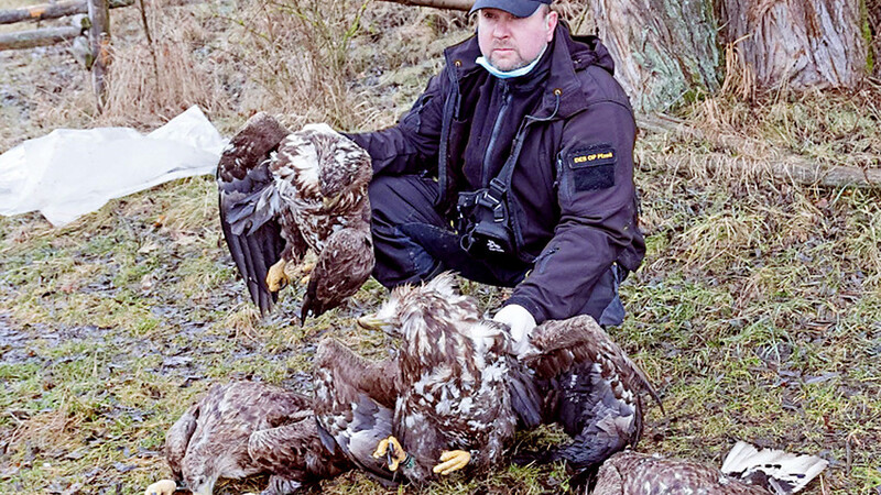 Vier tote Seeadler wurden am Samstag auf einer Viehweide in Velk Bor östlich von Klattau gefunden.