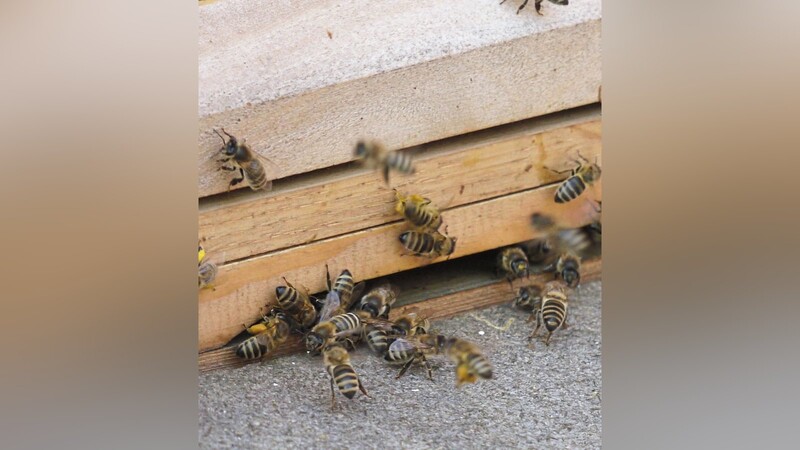 Am Flugloch der Bienenvölker herrscht betrieb, die Imker allerdings müssen die Abstandsregeln einhalten, wenn sie ihre Völker versorgen.