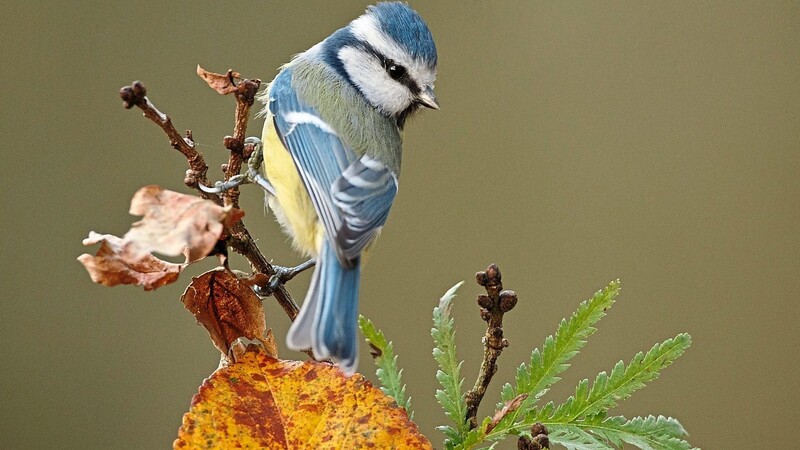 Der Landesbund für Vogelschutz ruft am Muttertagswochenende zur Vogelzählung auf.