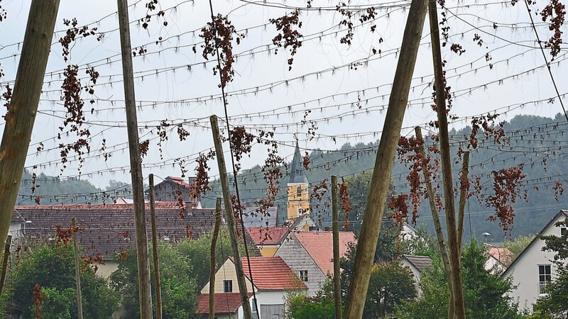 Die Hopfengärten in der Hallertau, so wie hier bei Pöbenhausen, sind zum Großteil bereits abgeerntet. Jetzt legte der Hopfenpflanzerverband den ersten Marktbericht der neuen Saison vor.