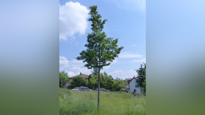 Ein prima Stadtbaum: Die junge Zerr-Eiche steht an der Einmündung der Gebrüder-Grimm-Straße in die Wittelsbacher Höhe.