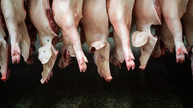 Die Bundesregierung will gegen Missstände in der Fleischbranche durchgreifen.