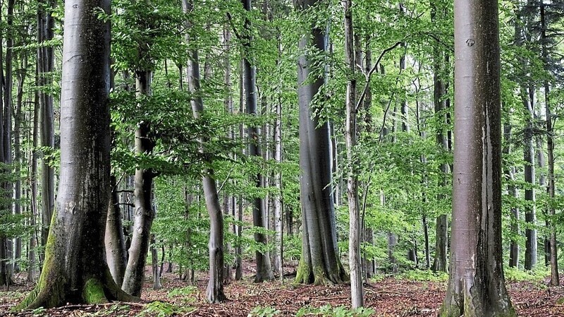 Ein Forstmitarbeiter hat in einem Wald bei Schöllnach eine Cannabis-Plantage gefunden (Symbolbild).