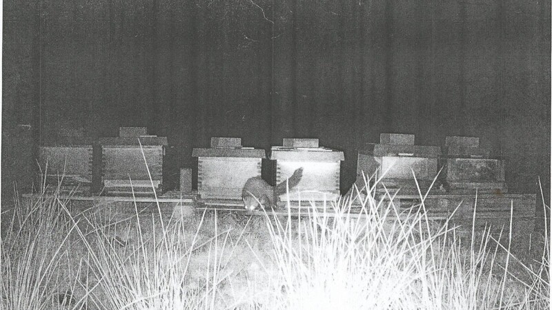 Der Räuber bei Nacht vor den Bienenstöcken