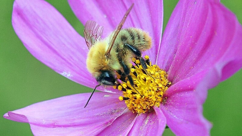 Ohne Bienen, Hummeln und Schmetterlinge müssten die Obstbauern ihre Bäume von Hand bestäuben.
