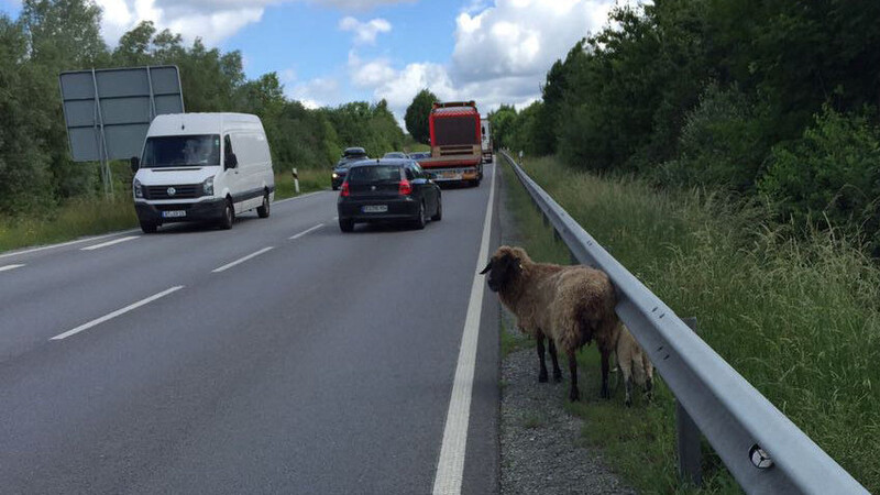 Ein Mutterschaf und ihr Lamm wollten per Anhalter in Richtung Straubing reisen.