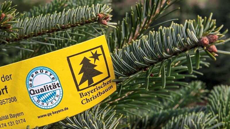 Die Siegel "Geprüfte Qualität - Bayern" und "Bayerischer Christbaum" garantieren, dass der Baum aus Bayern stammt, in den letzten drei Jahren nicht mit Pflanzenschutzmitteln bearbeitet und erst nach dem 10. November gefällt wurde.