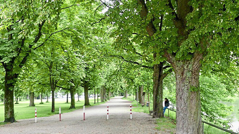 Eine Doppelreihe Kastanien, die in der Nähe des Stadttheaters stehen, gehen schon bald in Linden über, die von weiteren Baumarten aufgelockert werden.