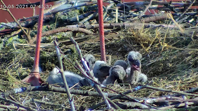 Die Storcheneltern ziehen derzeit fünf Junge groß.