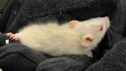 Insgesamt vier Mäuse und vier Ratten wurden am Montag, 17. August, von einem bislang Unbekannten in Neutraubling ausgesetzt.