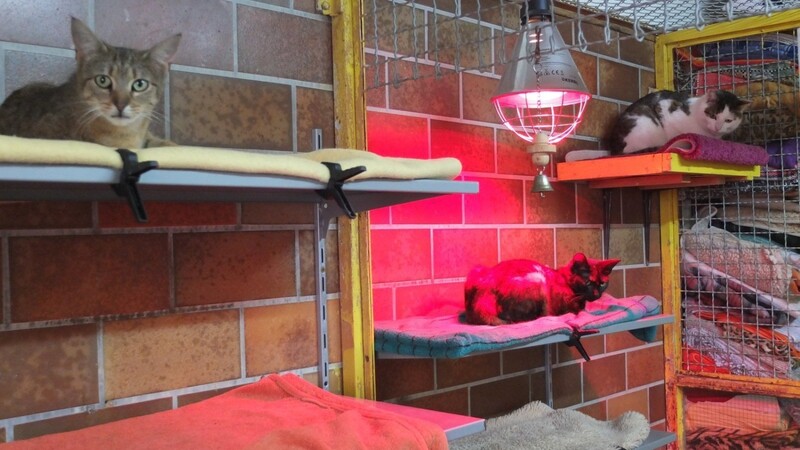Manche mögen's warm: Unter der Wärmelampe in der Katzenstation fühlen sich die Stubentiger besonders wohl. (Foto: rn)
