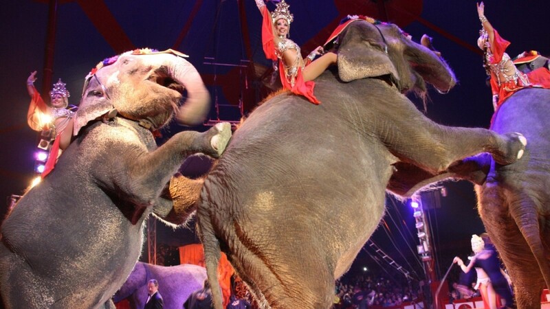 Der Circus Krone gastiert im Sommer in Cham