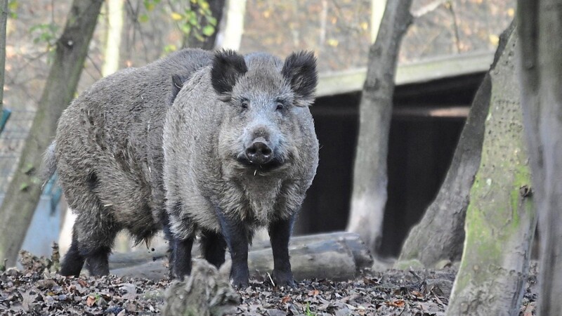 Wildschweine: Sie gelten als die Überträger der Afrikanischen Schweinepest.