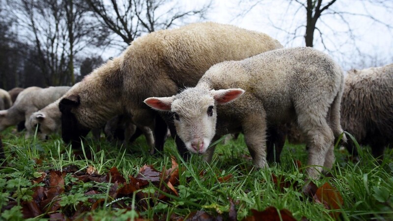 In Aidenbach hat ein Tierquäler am Wochenende zwei Schafe getötet. Die Polizei ermittelt.