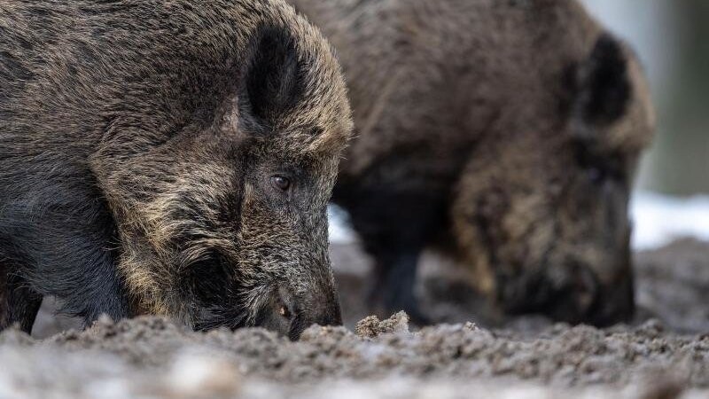 Wildschweine sorgen im Landkreis Kelheim immer wieder für Flurschäden. Aber auch aus einem anderen Grund müssen sie weiter intensiv bejagd werden. (Symbolbild)