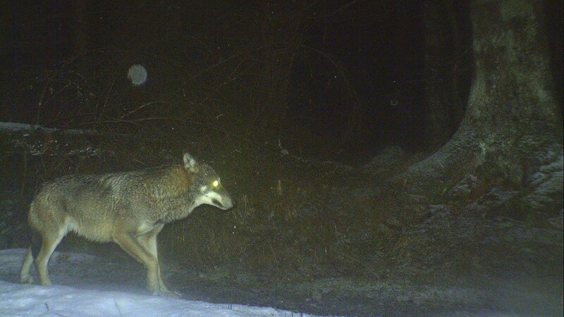 Ein Foto vom 12. Januar im Nationalpark Bayerischer Wald. Ob es sich dabei um denselben Wolf handelt, der bereits vor Monaten in den Landkreisen Regen und Cham gesichtet wurde, ist laut Experten anhand des Bildes nicht feststellbar.