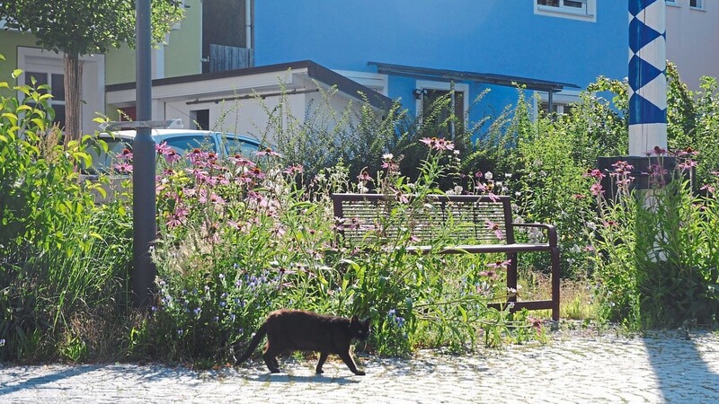 Hokus Pokus Fidibus - dreimal schwarzer Kater: Ein neuer Maibaumplatz lässt sich zwar nicht herzaubern, aber der Gemeinderat hat dafür schon Plänen zur Neugestaltung zugestimmt.
