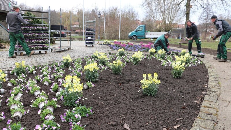 Im Kurpark kehrt wieder Leben ein: Das Team vom Garten- und Landschaftsbau Marchl sorgt mit seinen Blumen für Frühjahrsstimmung.