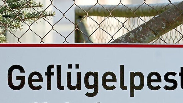 Bei einem Wildvogel (einer Graugans) im Landkreis Straubing-Bogen wurde das Geflügelpest-Virus vom Typ H5N1 vom nationalen Referenzlabor am Friedrich-Loeffler-Institut nachgewiesen (Symbolbild).