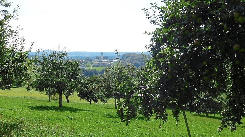 Der Lallinger Winkel als "Obstschüssel des Bayerischen Waldes" ist Inhalt der ersten Themenwanderung am kommenden Sonntag, im Bild ein Streuobstgarten nördlich der Lallinger Pfarrkirche.