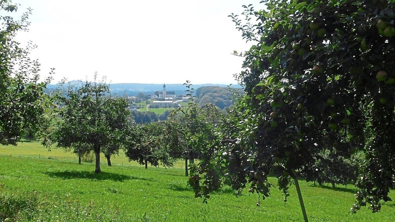 Der Lallinger Winkel als "Obstschüssel des Bayerischen Waldes" ist Inhalt der ersten Themenwanderung am kommenden Sonntag, im Bild ein Streuobstgarten nördlich der Lallinger Pfarrkirche.