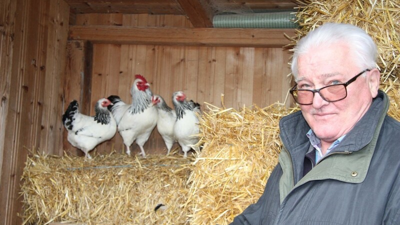 Geflügelzuchtverein-Vorsitzender Rudi Schellin mag die Zwergsoussex besonders gern.