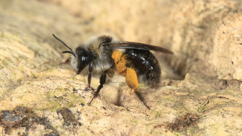 Eine der heimischen Wildbienen-Arten, für deren Schutz etwas getan werden soll, ist die Graue Sandbiene.