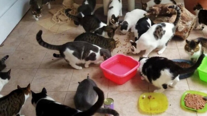 Noch immer suchen 27 herrenlose Karpathos-Katzen eine neue Heimat.