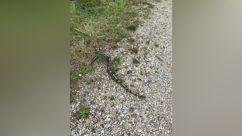Diese verletzte Würgeschlange wurde bei Ergoldsbach gefunden.