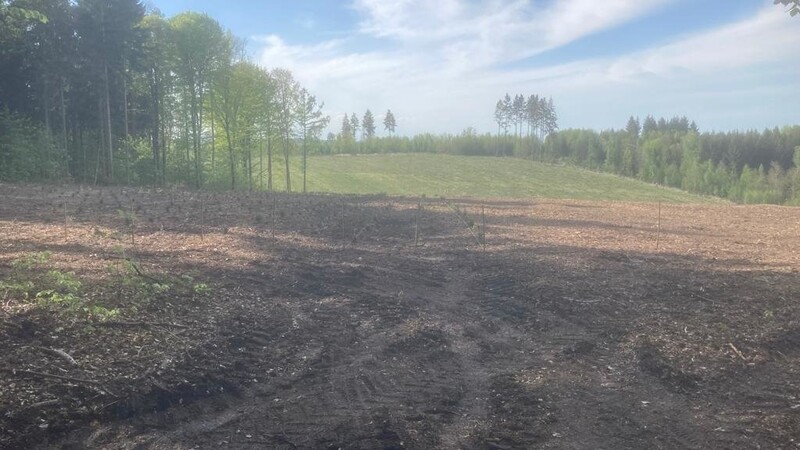 Bereiche nach der Rodung: Nach und nach sind im ehemaligen "Herrschaftsholz" in Triftlfing insgesamt 30 Hektar Wald abgeholzt und als Christbaum-Wald wieder aufgeforstet worden.
