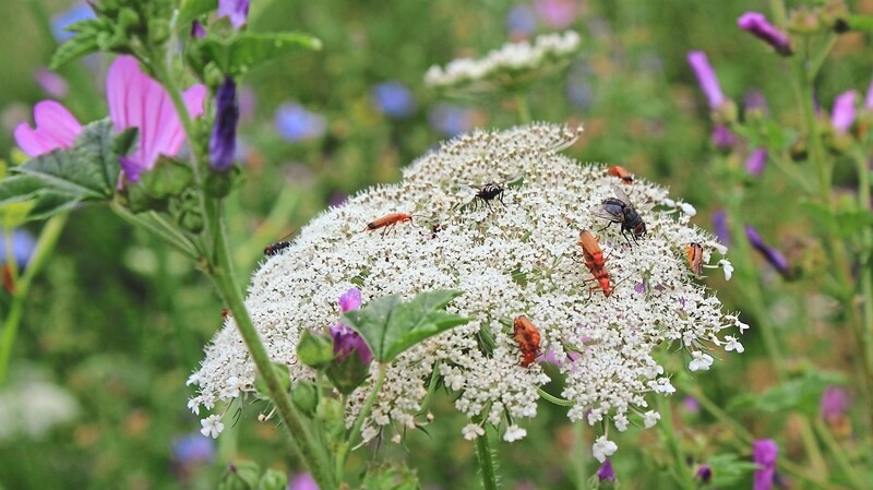 Die Wilde Möhre ist ein Doldenblütler mit würzigem Geruch. Sie lockt Bienen, Käfer und Fliegen an und ist Futterpflanze für die Raupe des Schwalbenschwanzes. Ihre Samen werden vom Stieglitz und anderen Vögeln gefressen.